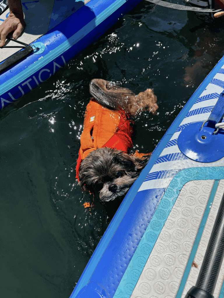 a photo of Nicole's dog with a life vest on swimming in the water